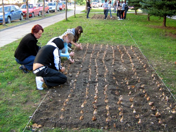 https://kwiatek.edu.pl/nieaktualna/CMS/_kronika/2008_09/fotki/Rabatki_big.jpg